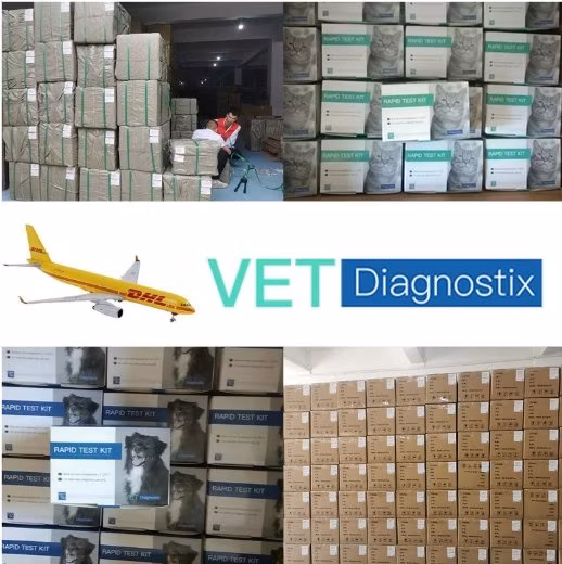 Cpv Cdv 테스트 키트 개 홍역 파보 바이러스 항원 신속 테스트 키트
